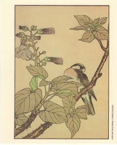 FORTUNE PAULOWNIA, CHINESE BULBUL